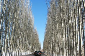 白杨照片,自然之美与坚韧精神的交融